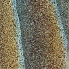 Shells // Califone Tape TAPE