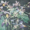Jas Shaw // Between The Seed And The Timber LP