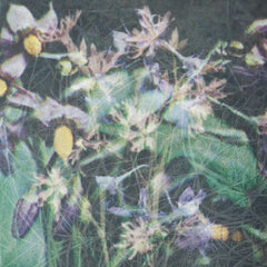 Jas Shaw // Between The Seed And The Timber LP