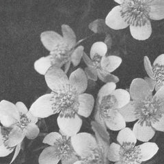 Adam Badí Donoval / Aleksandra Słyż / Abigail Toll / Linus Hillborg // A Communion TAPE