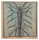Corum // Mercury Vineyard Surgeries LP