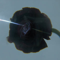 Pablo's Eye // Dark Matter LP