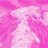 Kate Carr // A Field Guide To Phantasmic Birds CD