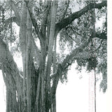 R. Pierre // Jungle Suite CDr