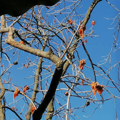 Peach Banquet // Rubber Leaves TAPE