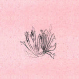 Meilt // Sords CD