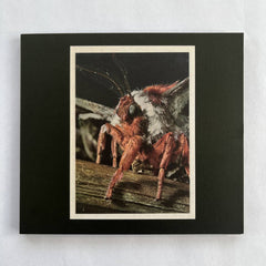 Primitive Wings // Morphosis CD