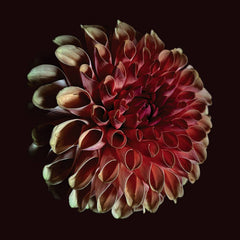 Jessica Moss // Unfolding LP