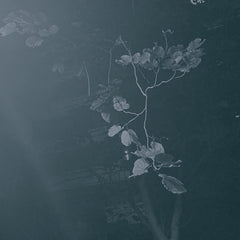 Tossapol // through the park in a summer night MINI CDr