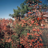 ylayali // separation TAPE