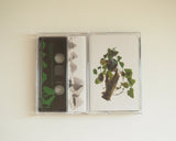Valance Drakes  // An Angel In Alliance With Falsehood TAPE