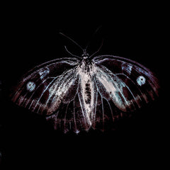 Phill Niblock, Kasper T.Toeplitz & Franck Vigroux // Bestia Ire LP