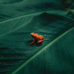 Ingredient // Ingredient LP