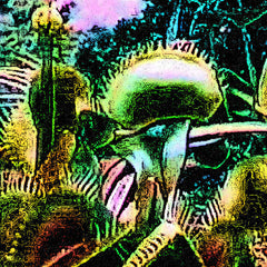 Carnivorous Plants // Burning Apricot TAPE