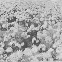 Abandoned Bees // remnants TAPE