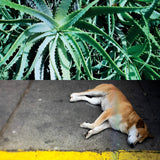 Steve Bates // All The Things That Happen LP