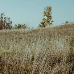 Altars // Altars LP