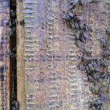 Vitaly Maklakov // Beehive TAPE