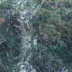 Birches // Divjina III-IV TAPE