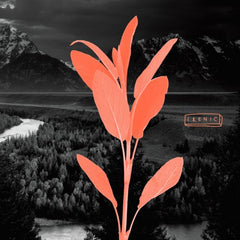 Altitude // Blackstock ep 12"