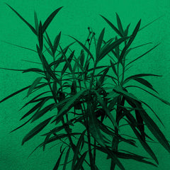 Winter in June & Vâyu // Dance of The Kachinas LP