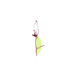 the humble bee // deathless songs TAPE