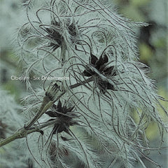 Oberlin // Six Dreamwebs CDR