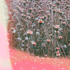 IDRA + Six Missing // Wildflowers TAPE