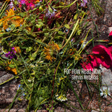 Savvas Metaxas // For How Read Now CD