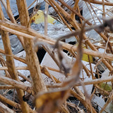 Eric La Casa + Eamon Sprod // Friche : Transition CD