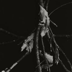 Nàresh Ran // Gli Alberi Non Vogliono CD
