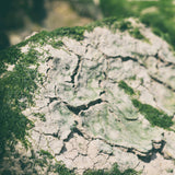 Jeannine Schulz // Humble CD