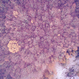 Satori Minayia  // Icaro CD