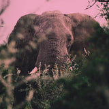 Ki Oni // Loxodonta TAPE