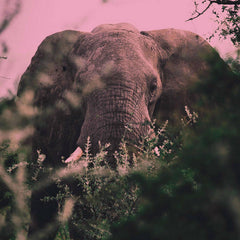 Ki Oni // Loxodonta TAPE