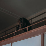 Logan Farmer // A Mold For The Bell LP / CD