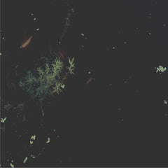 Martin Iddon and Apartment House // Naiads CD