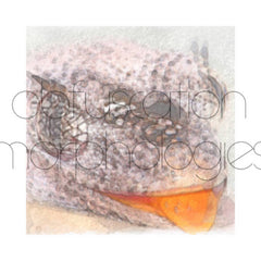 Eric Frye // Obfuscation Morphologies CDR