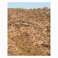 Andrew Pekler & Giuseppe Ielasi // Palimpsests LP