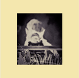 Ohad Fishof // Witchcraft & Gardening LP