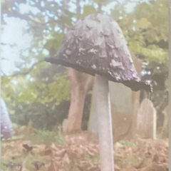 Ross Scott-Buccleuch & Culver // Pass from View TAPE