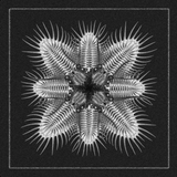 Various Artists (Aquaregia) // 10 12inch