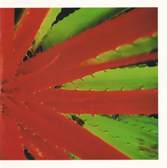 Jejune // This Afternoons Malady TAPE