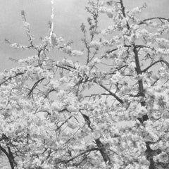 Anton Friisgaard // Minor Blossoms TAPE