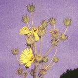 Adeline Hotel // Watch The Sunflowers LP