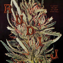 Rudi J // I guess I'm not in tune after all LP