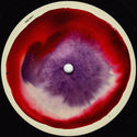Kennedy // Dream 2 12inch