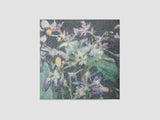 Jas Shaw // Between The Seed And The Timber LP