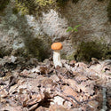 Duelling Ants // Shared Buffers CD