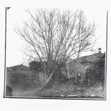 Siavash Amini // Caligo CD